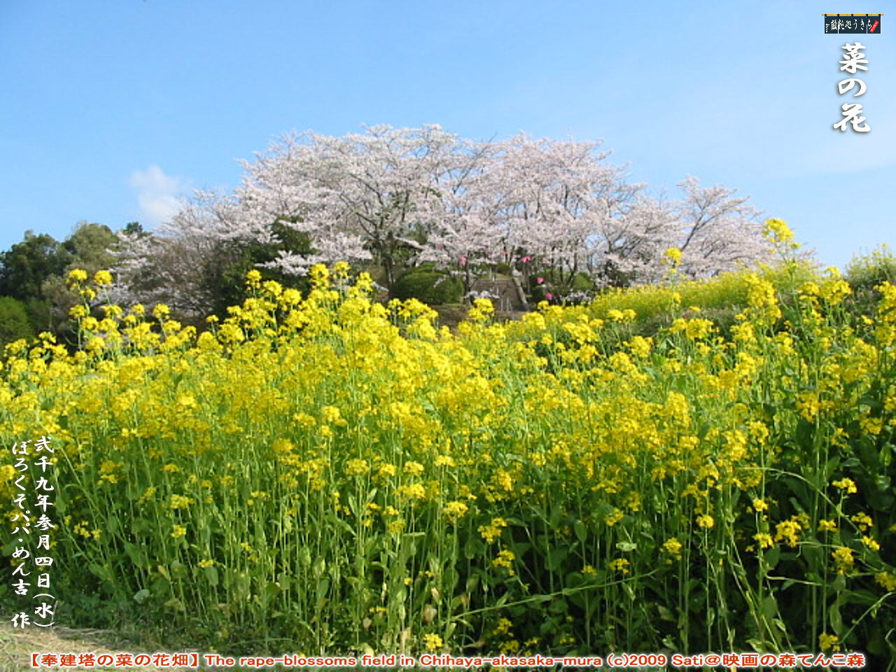 3／4（水）菜の花【奉建塔の菜の花畑】 The rape-blossoms field in Chihaya-akasaka-mura (c)2009 Sati＠映画の森てんこ森 ＠キャツピ＆めん吉の【ぼろくそパパの独り言】
　　　　▼クリックで1280x960pxlsに拡大します。