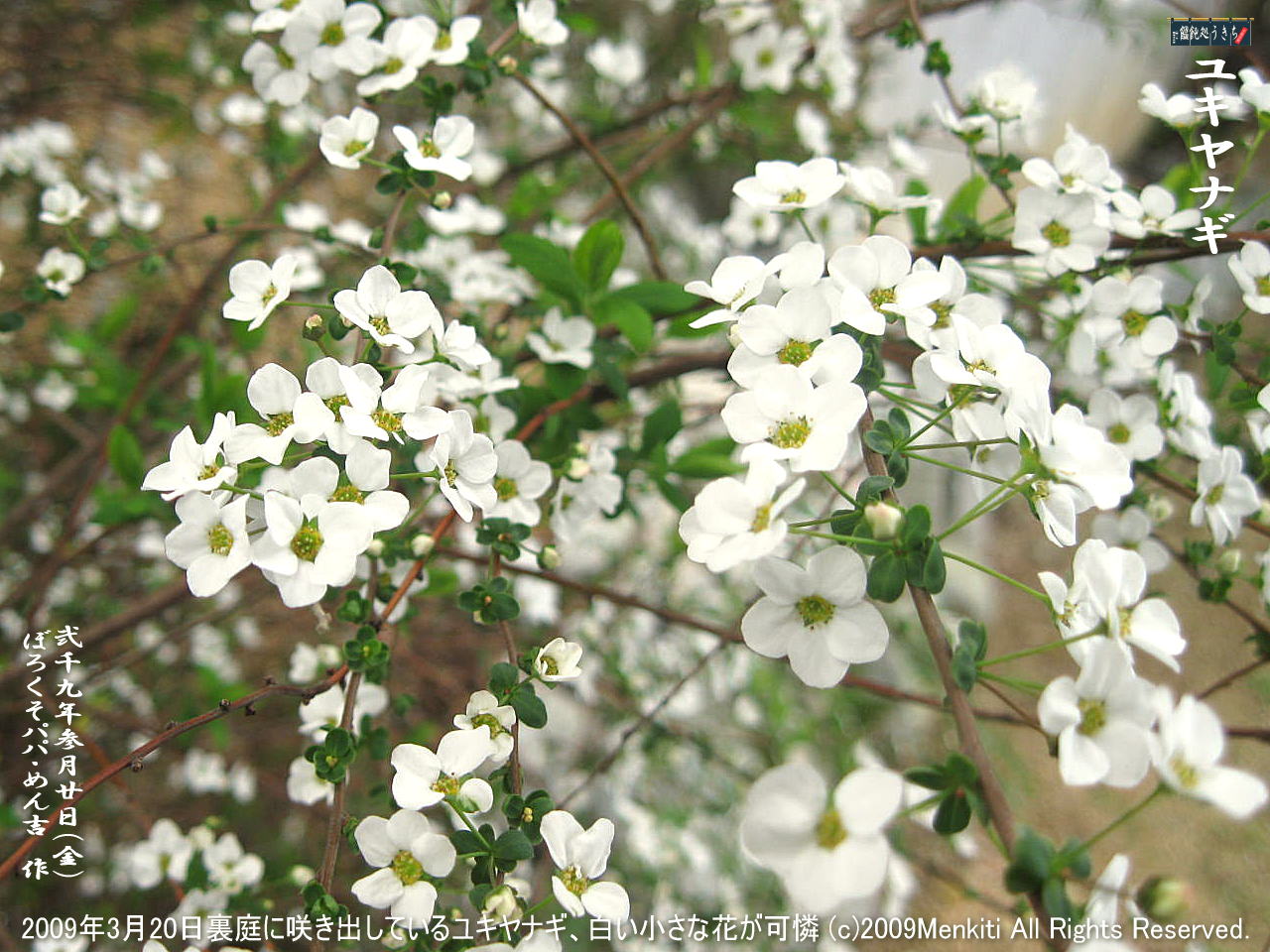3／20（金）【ユキヤナギ】2009年3月20日裏庭に咲き出しているユキヤナギ、小さな蕾と白い花が可憐！＠キャツピ＆めん吉の【ぼろくそパパの独り言】
　　　　▼クリックで1280x960pxlsに拡大します。