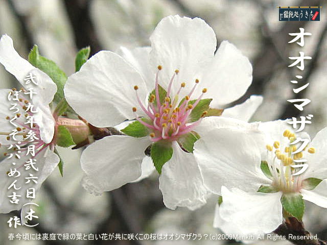 3／26（木）【オオシマザクラ・大島桜】春今頃には裏庭で緑の葉と白い花が共に咲くこの桜はオオシマザクラ？＠キャツピ＆めん吉の【ぼろくそパパの独り言】
　　　　　▼クリックで元の画像が拡大します。