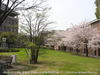 和泉市「桃山大学の桜（桃山学院大学の桜）」画像05