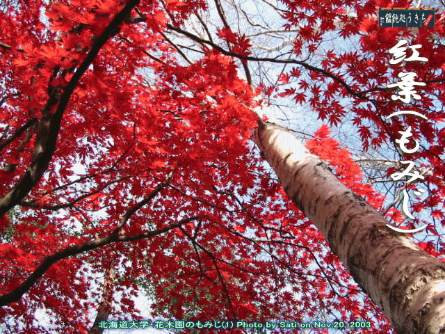 北海道大学花木園紅葉＠キャツピ＆めん吉の【ぼろくそパパの独り言】
　　　　　　　　　　▼クリックで拡大します。