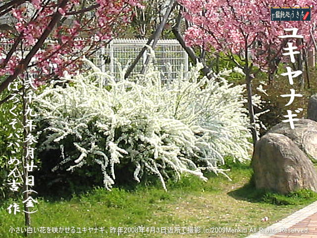 3／20（金）【ユキヤナギ】小さい白い花を咲かせるユキヤナギ、昨年2008年4月3日近所で撮影＠キャツピ＆めん吉の【ぼろくそパパの独り言】
　　　　　▼クリックで元の画像が拡大します。