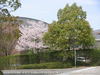 和泉市「桃山大学の桜（桃山学院大学の桜）」画像15