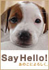 SAY HELLO