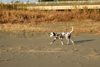 DSCF0528