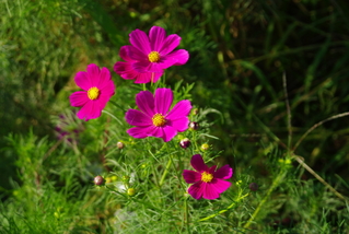 IMGP8933-2