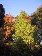 雑司が谷霊園11.9_3