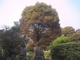 雑司が谷墓地秋風景