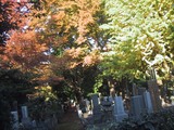 雑司が谷霊園11.9_2
