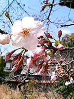 さくら