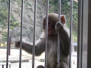 monkey