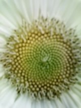 ���첿�Ƥ����Ρ�