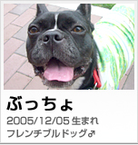 ぶっちょ