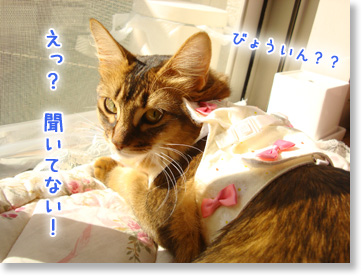聞いてない。