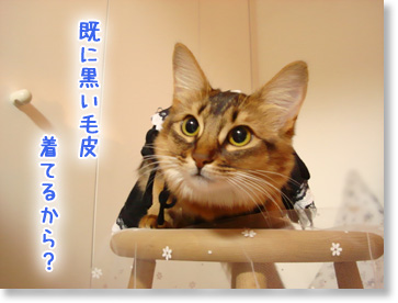 既に毛皮が黒い。