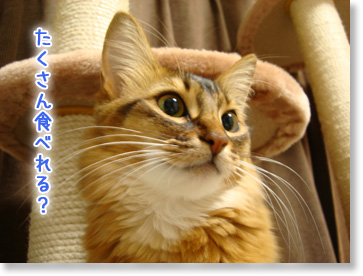 食べたいにゃ。