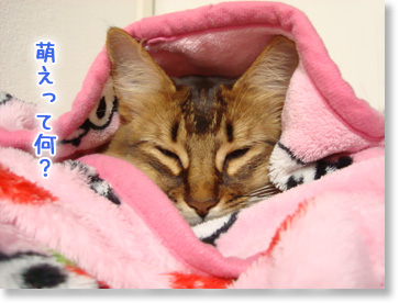 萌えって?