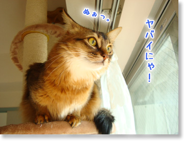 やばいにゃ。