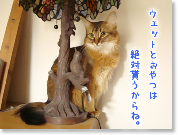 ウェットとおやつは頂戴よ。