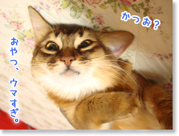 かつおちゃん。