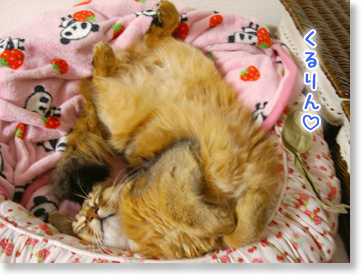 くるりん。