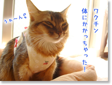 ワクチンかかったよ。。