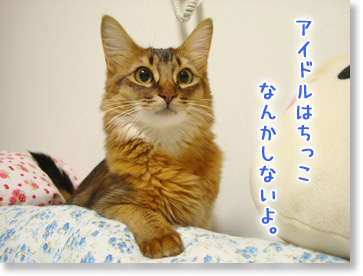 アイドルはね。