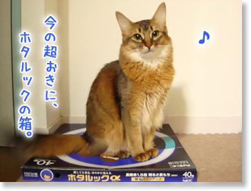 ほたるっく