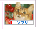 にほんブログ村 猫ブログ ソマリへ
