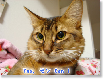 Yes, モン Can !!