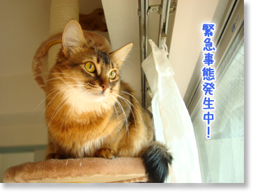 緊急事態!