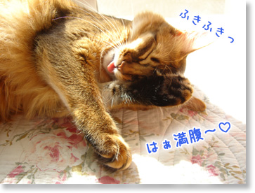 はぁ満腹。