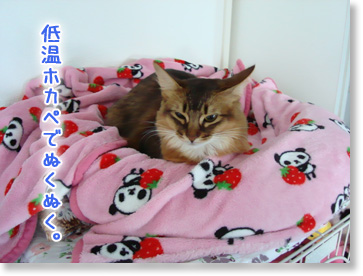 低温ホカペでぬくぬく中。