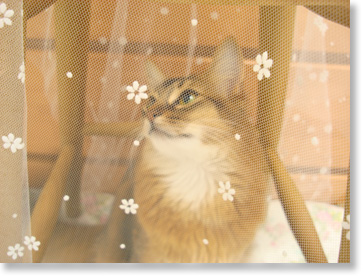 雪