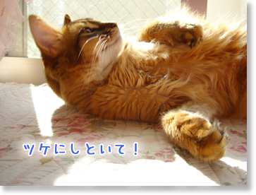 ツケ
