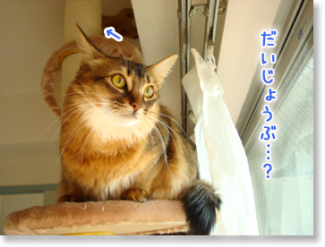 だいじょうぶ?