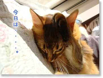 今日は。