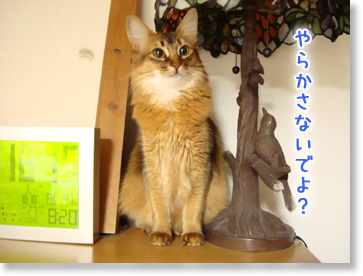 やらかさないで。