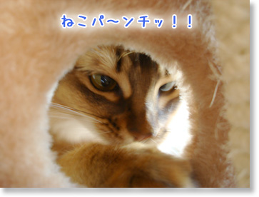 猫パ~ンチ!!