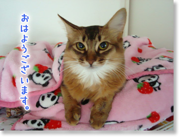 おはようございます。