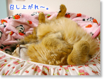 召し上がれ~♪