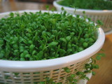 ���ץ饦��