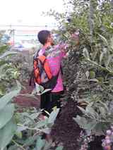 Tomasi Blue Berry