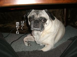 コタツで1