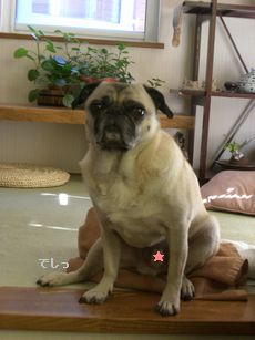 でしっ