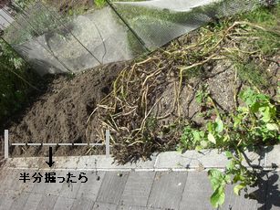 じゃがいも1