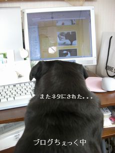 ブログちぇっく