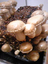 09563531.jpg