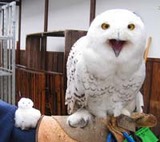 ふくろう