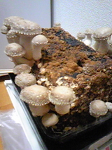 3f0c3072.jpg